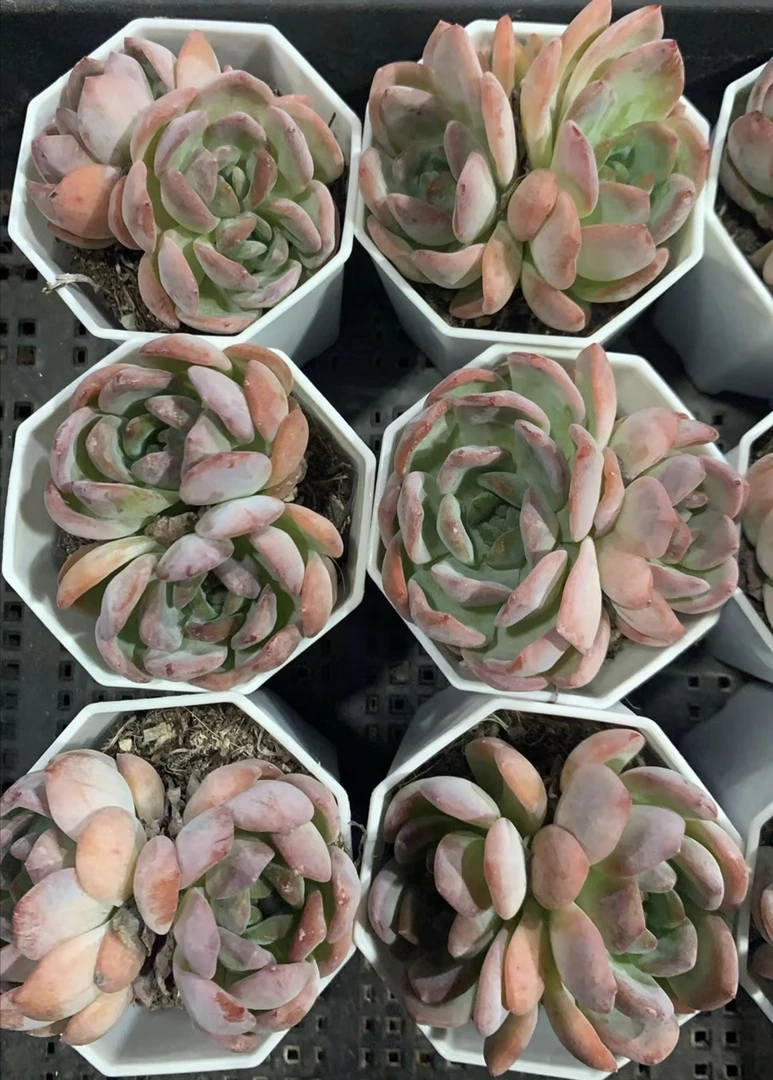 96号（凑单满12.8元包邮）全明星多肉双头