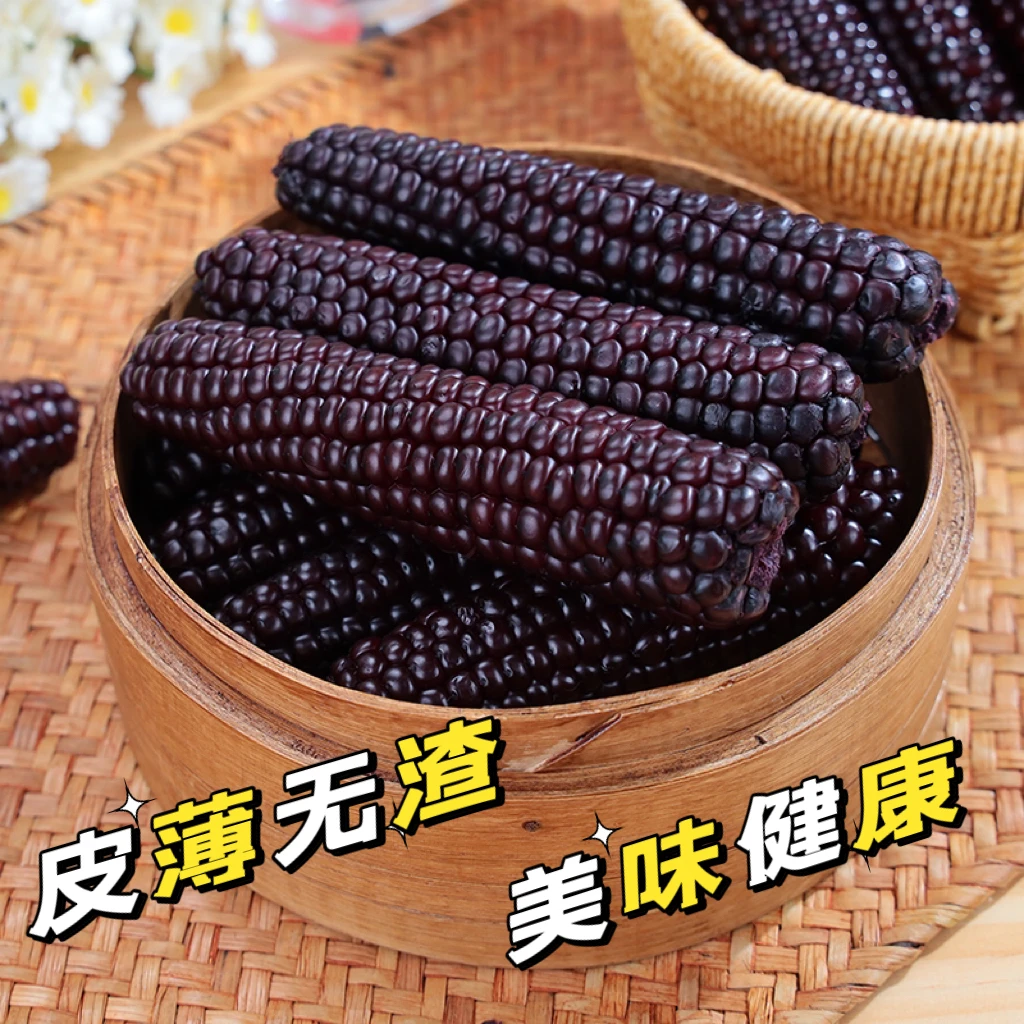 版纳特产A级紫糯玉米新鲜营养甜糯天然食用真空包装香糯新鲜采摘