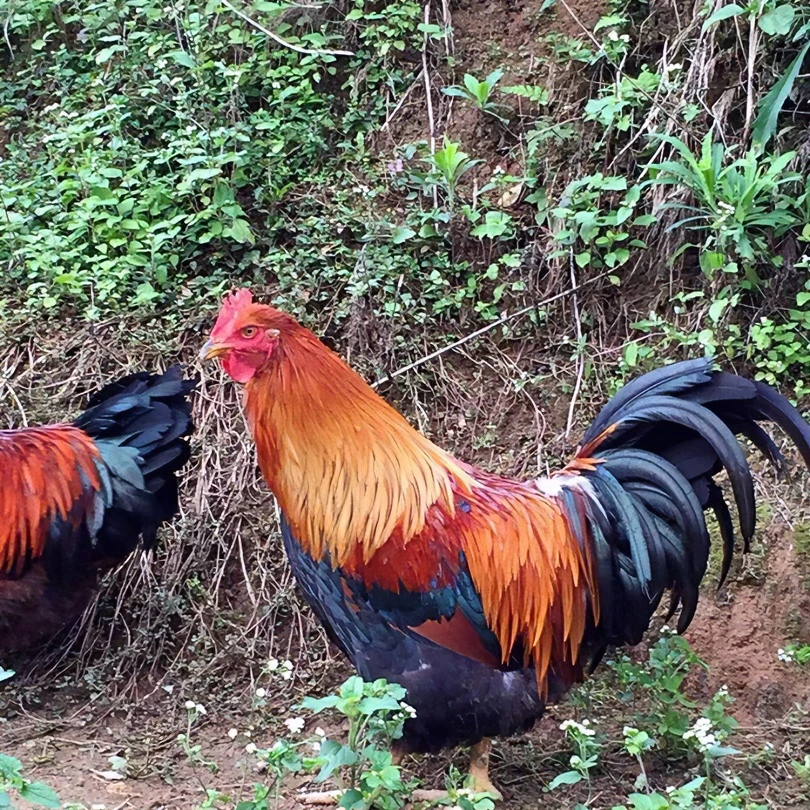 330天正宗清远阳山大扇鸡阉鸡喂土鸡稻谷玉米皮爽肉香现杀