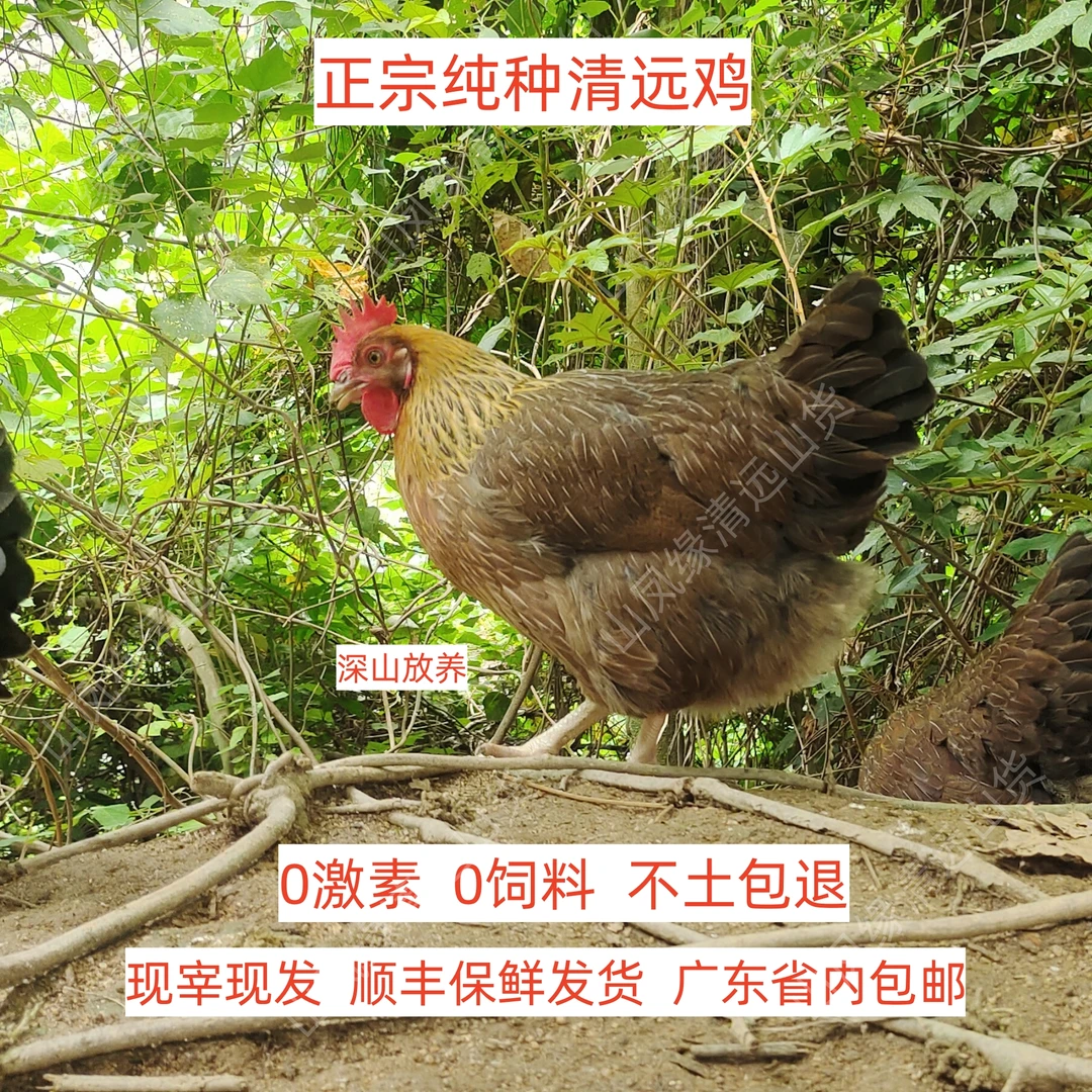 爆款200天正宗清远鸡白切鸡跑山鸡土鸡椰子鸡喂五谷品质现杀包邮