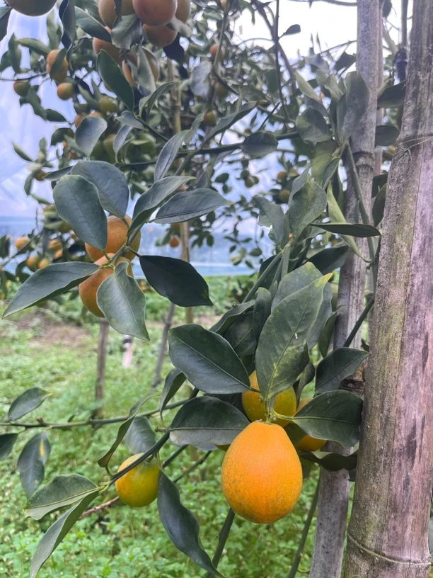 精品果王/标王1斤脆蜜金柑