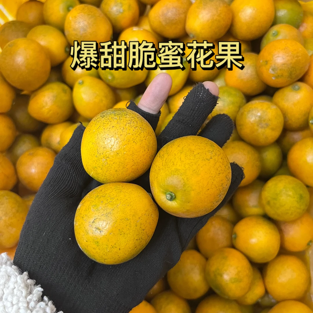 【花果】第三代脆蜜金桔金柑爆甜花果皮薄肉嫩超值限量3/5斤装