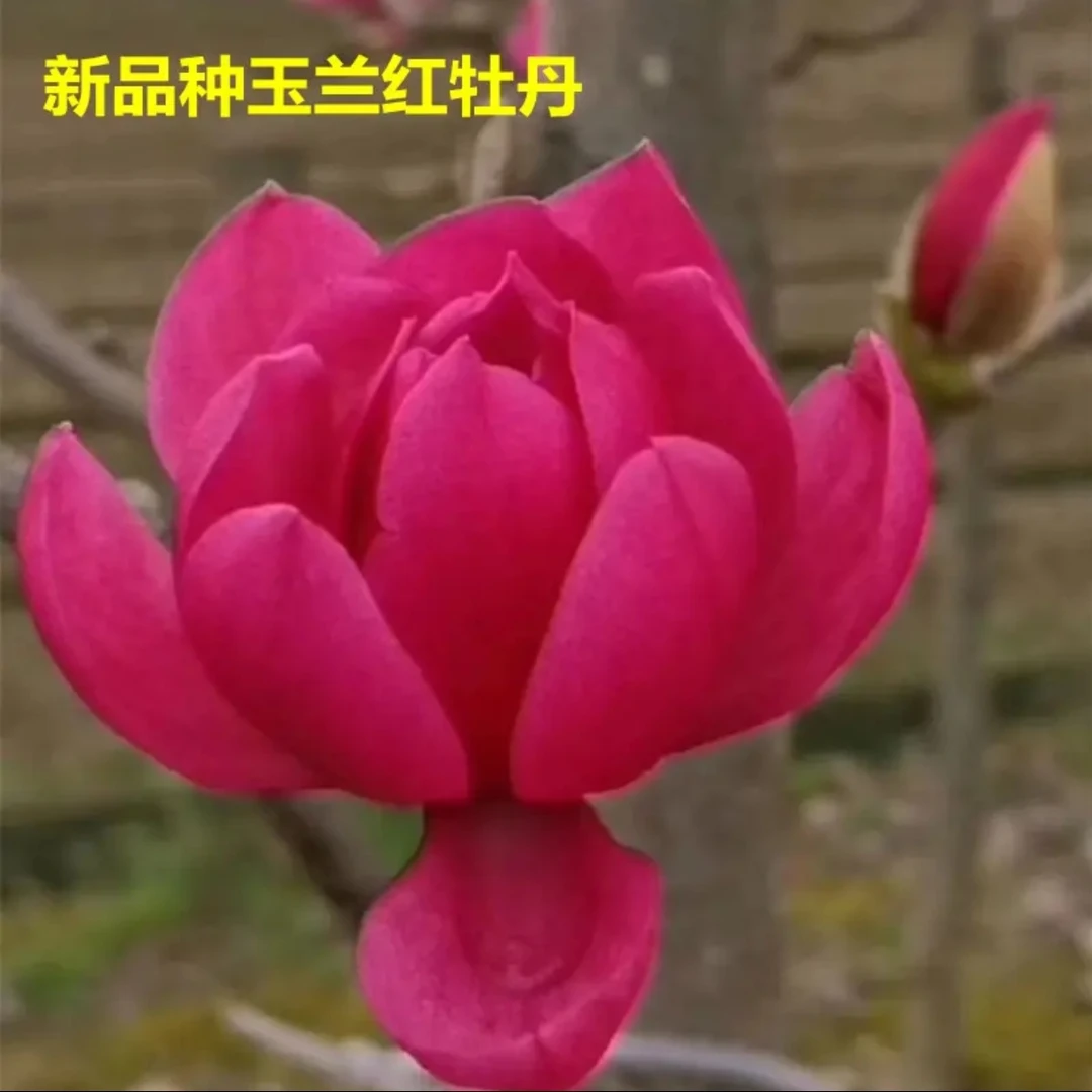 玉兰花新品种红牡丹玉兰树庭院室内盆栽地栽当年开花