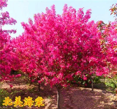 西府海棠花树苗庭院耐寒植物垂丝北美海棠地栽工程绿化用苗