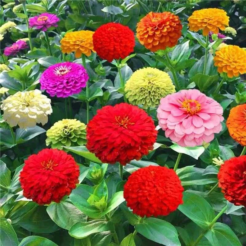 【大花百日菊(百日草)混色四季易活开花不断花卉