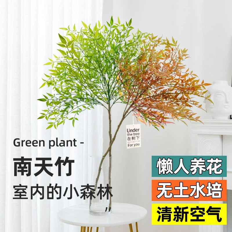 特价南天竹水培植物盆栽火焰红室内水养花卉鲜切枝吊钟马醉木绿植