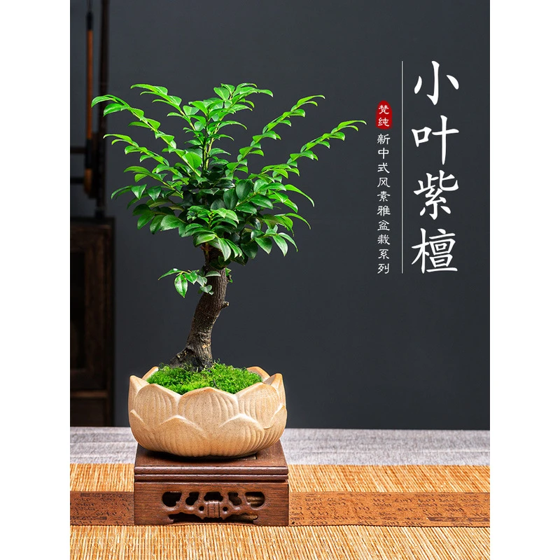 小叶紫檀盆景绿植盆栽室内办公室桌面花卉树苗植物老桩四季好养活