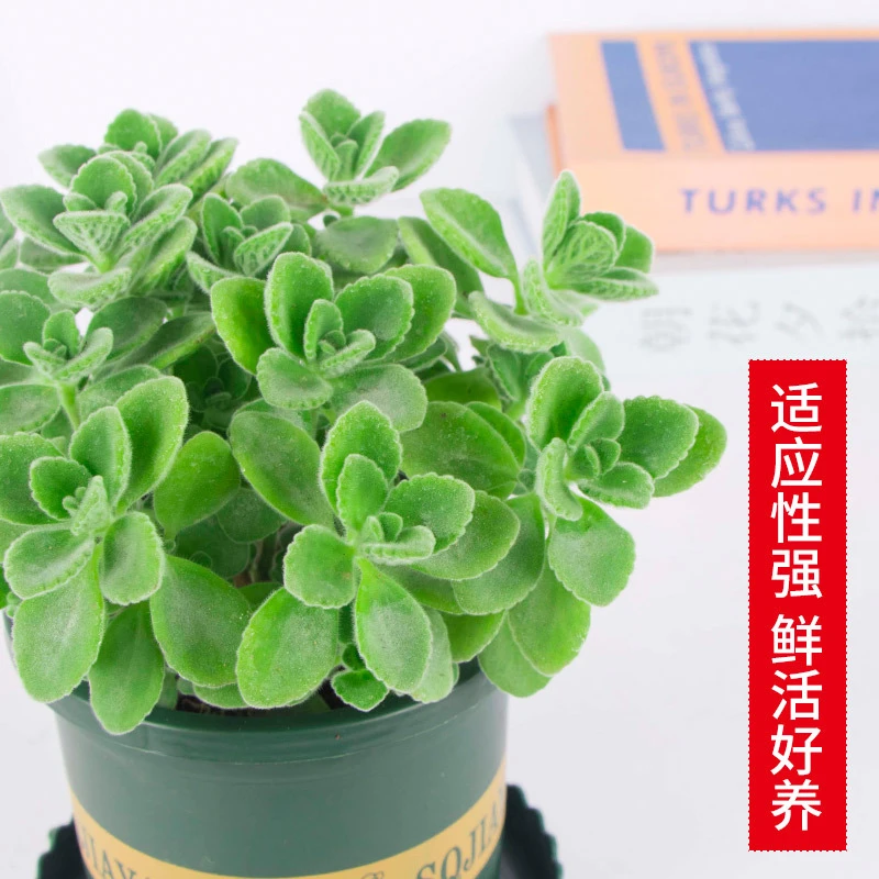 碰碰香盆栽植物室内花卉迷你桌面办公室书房驱蚊趣味小绿植一抹香