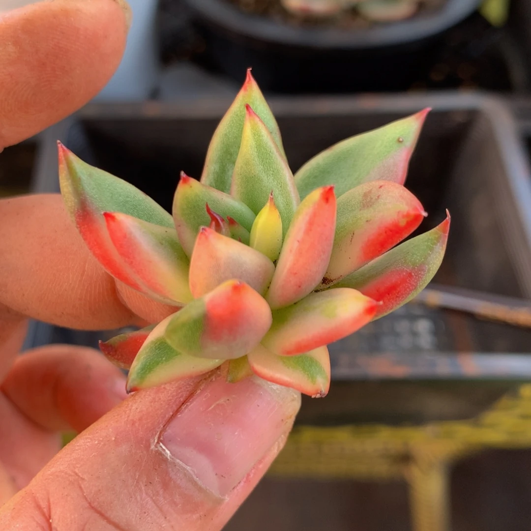 东云杂jin jin jin jin