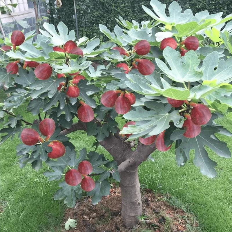 无花果树果苗盆栽矮化特大果波姬红南方北方种植无花果苗树苗带土