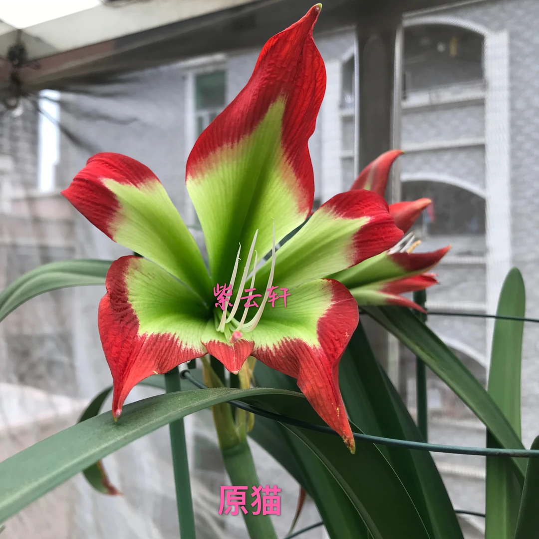 猫 原生朱顶红 送礼典雅高端花卉