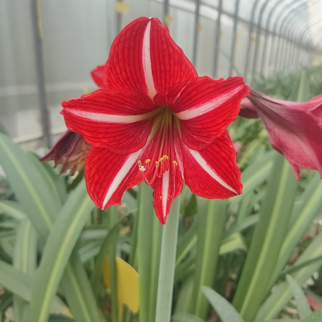 情人节 朱顶红 送礼典雅高端花卉