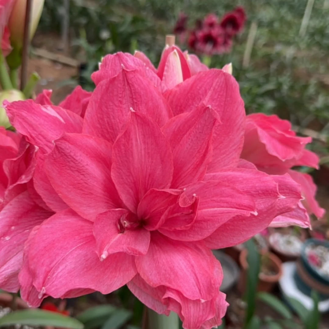 糖果仙女 4-5cm重瓣朱顶红 花卉