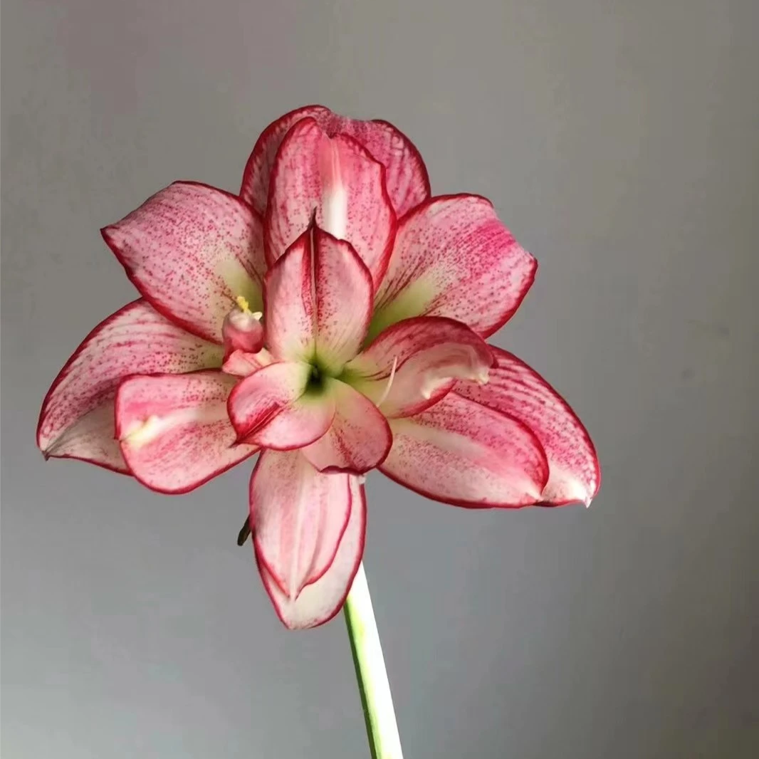 安瑞雅 澳大利亚朱顶红ins网红花