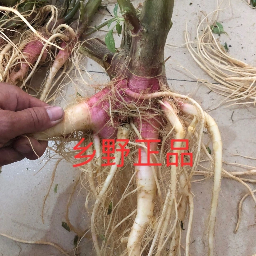 【新鲜刺野野生苋菜】纯天然汤料根红带刺马齿苋鲜红祛湿根梗煲汤