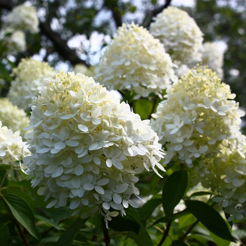北极熊木绣球一物一拍基地直发(已发货不支持仅退款和拒签）