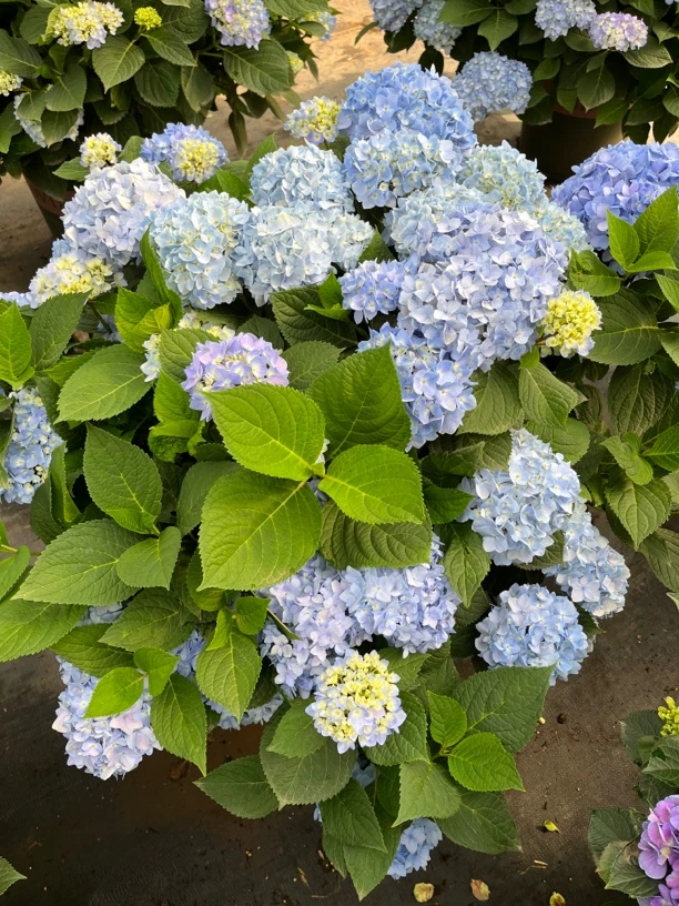 五加仑绣球花原盆原土基地直发盆栽