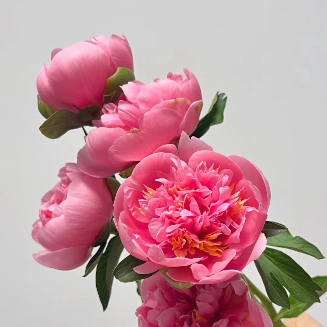 菏泽进口芍药苗三文鱼