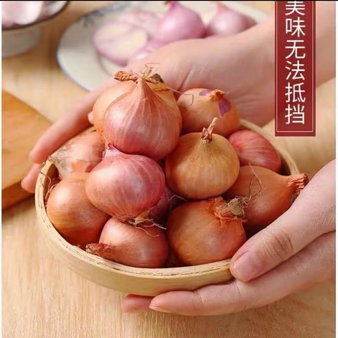 农家大毛葱1500g包邮