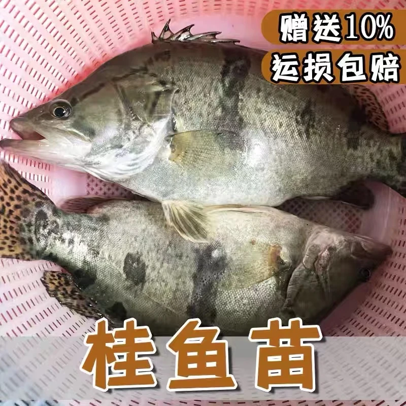 正品鳜鱼 观赏红纹鳜桂花桂鱼翘嘴鳜白鳜 鱼缸鱼塘淡水养殖包活