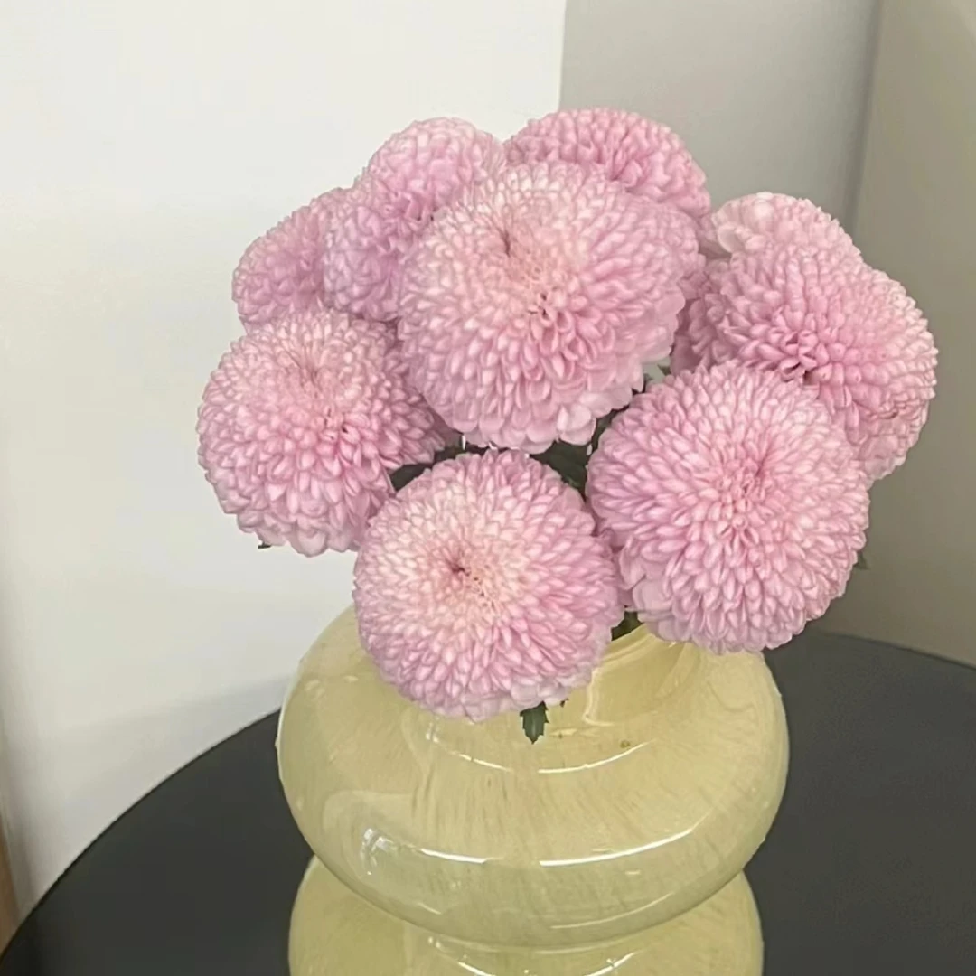 粉色乒乓菊 任意2单或2单以上包邮发货 云南鲜花