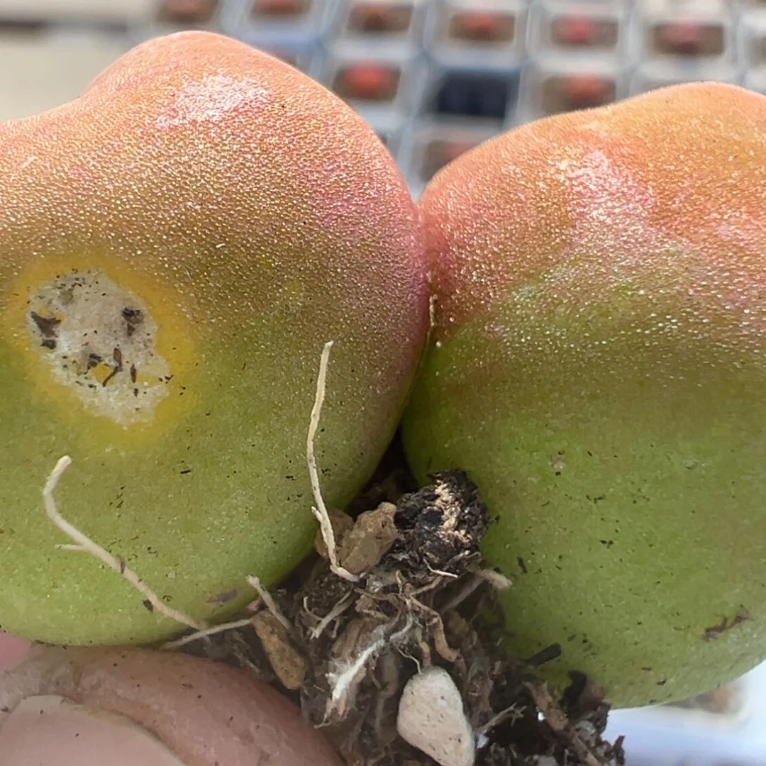 H*81多肉植物百科知识