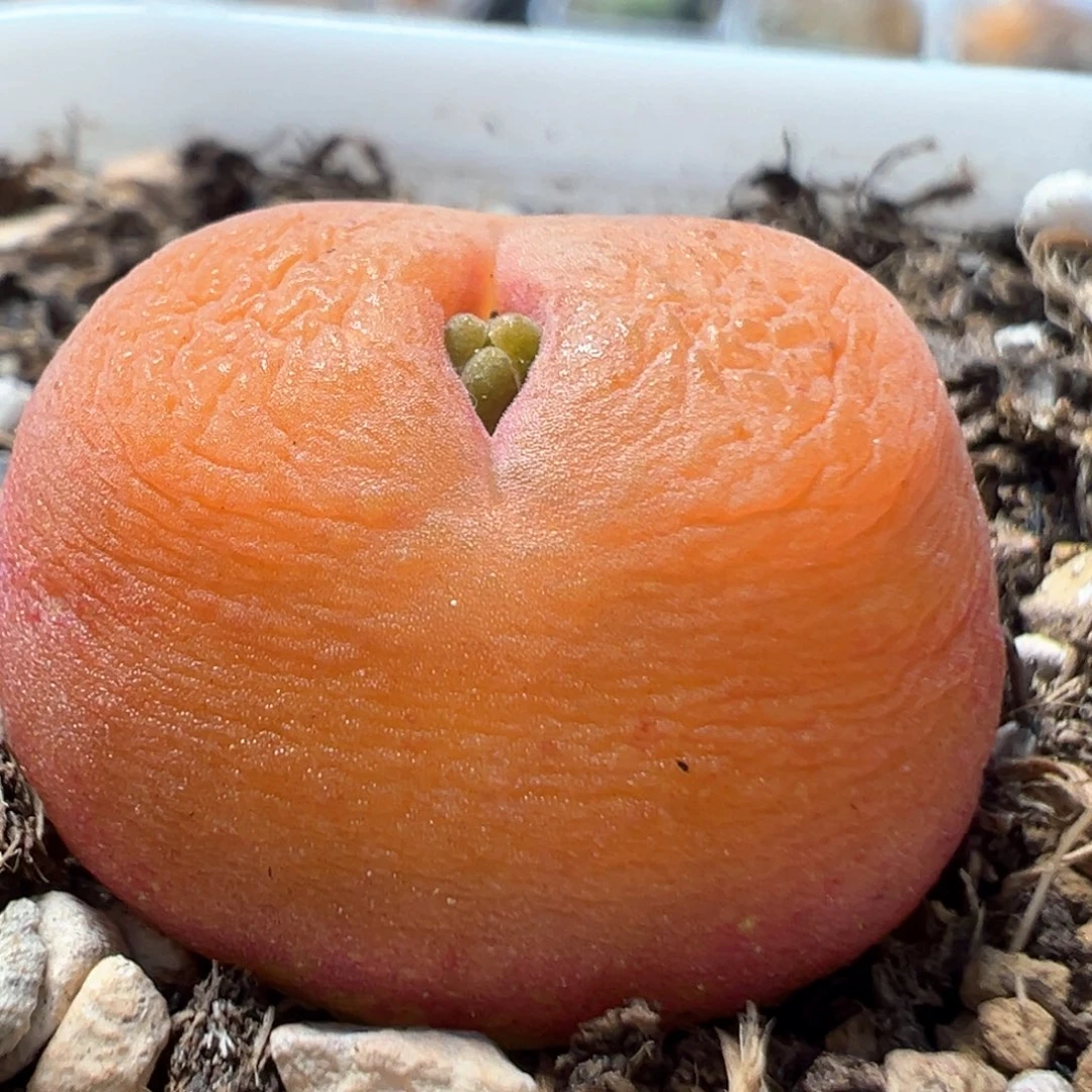 199多肉植物百科知识