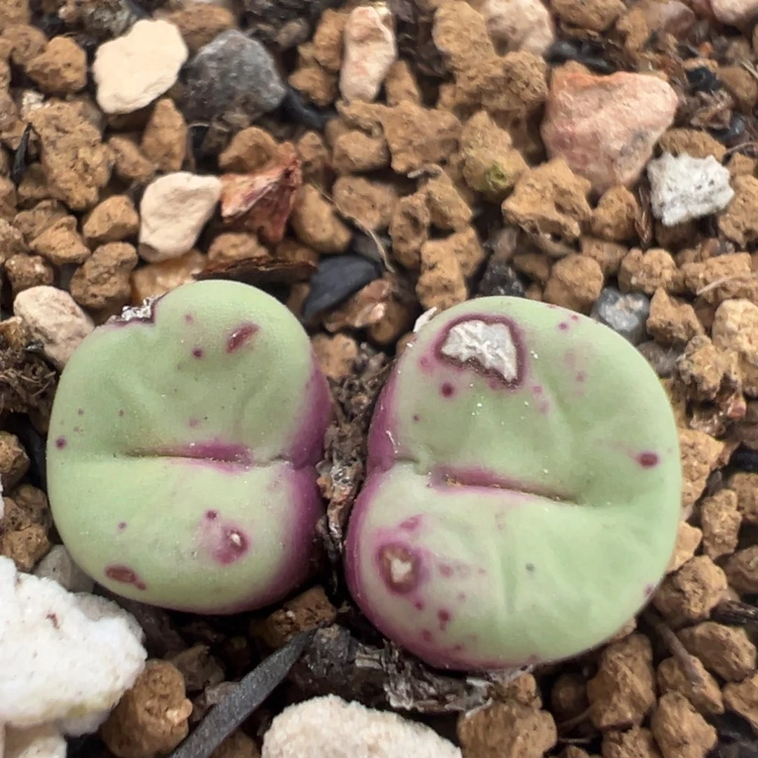 94多肉植物百科知识