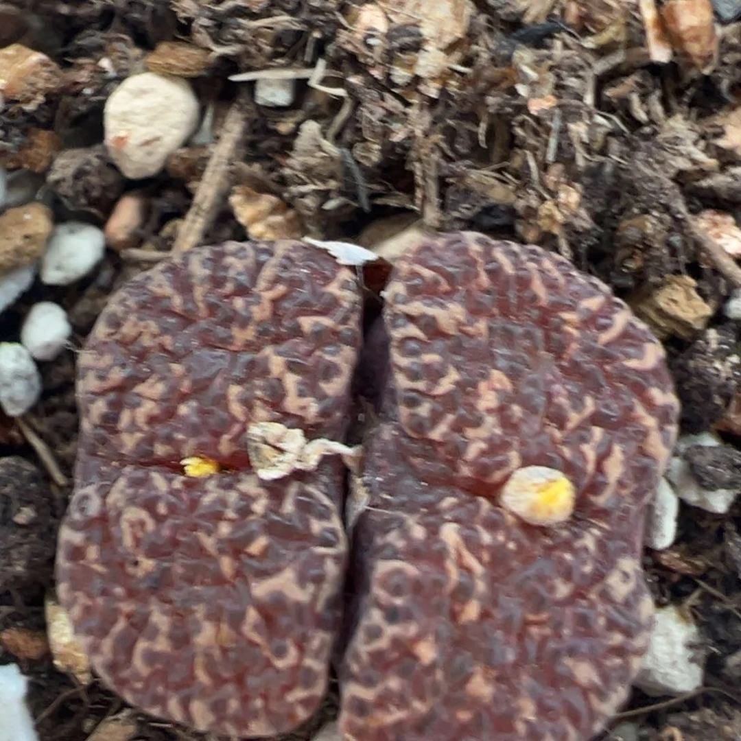 99多肉植物百科知识