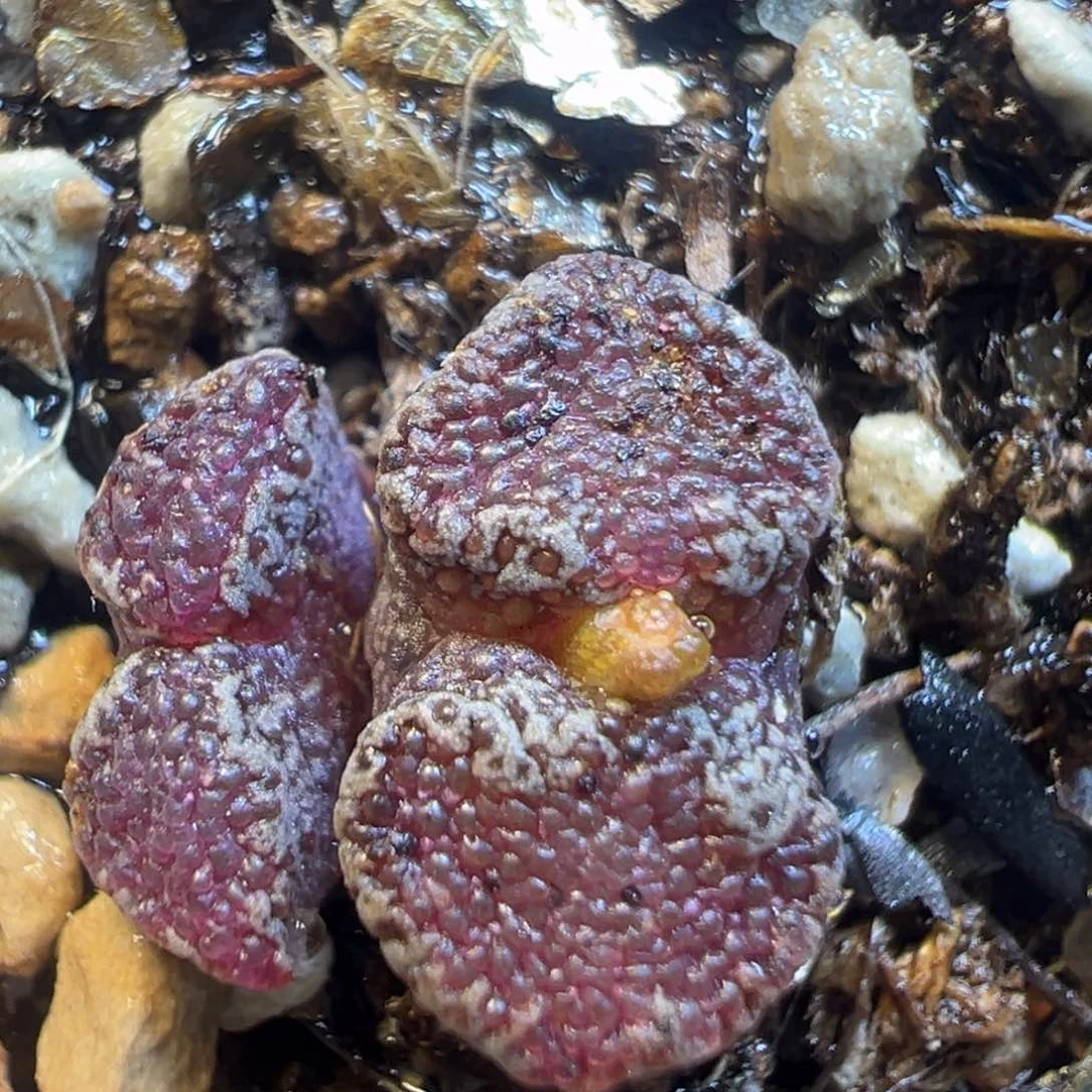 1919多肉植物百科知识