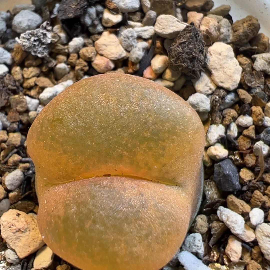 104多肉植物百科知识