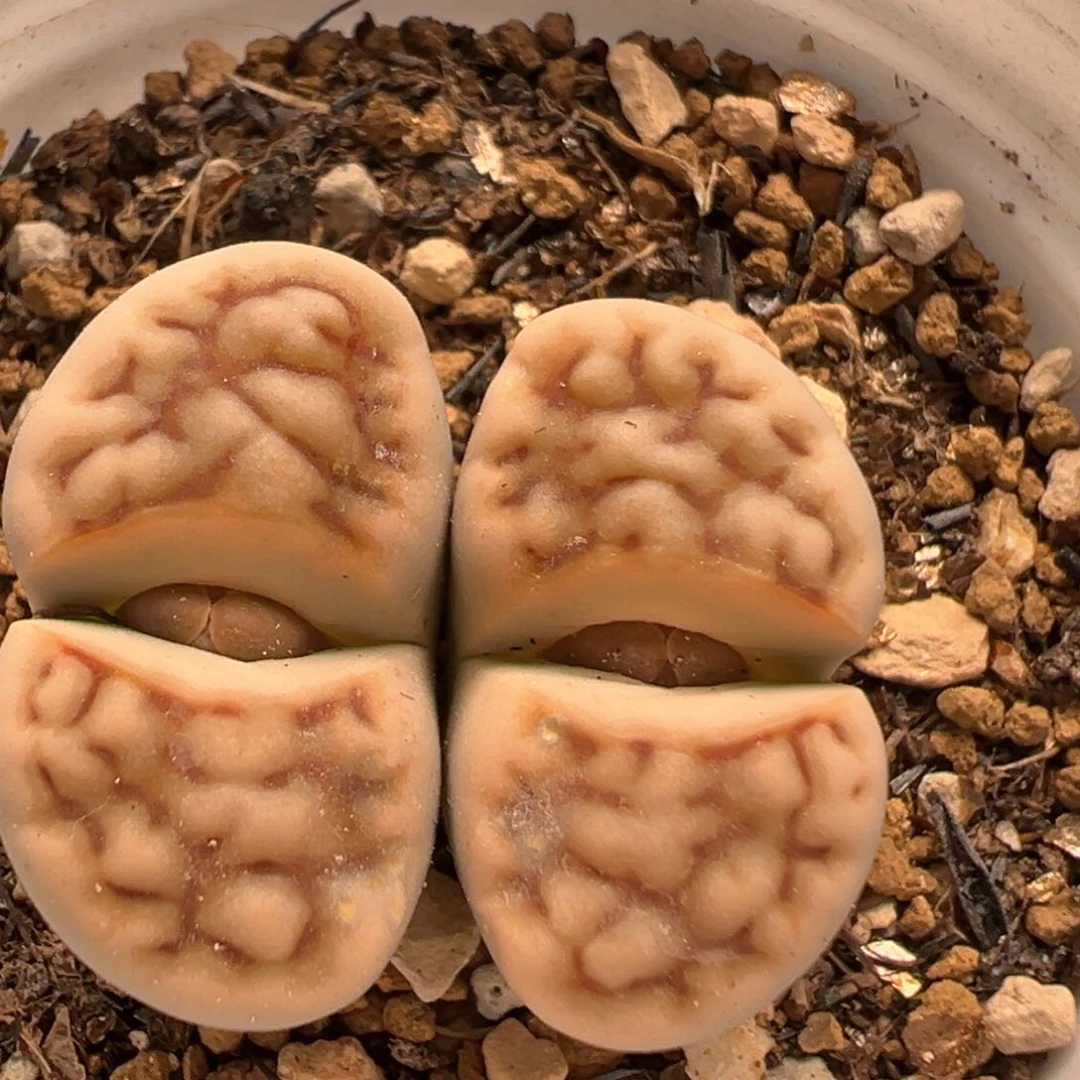 124多肉植物百科知识