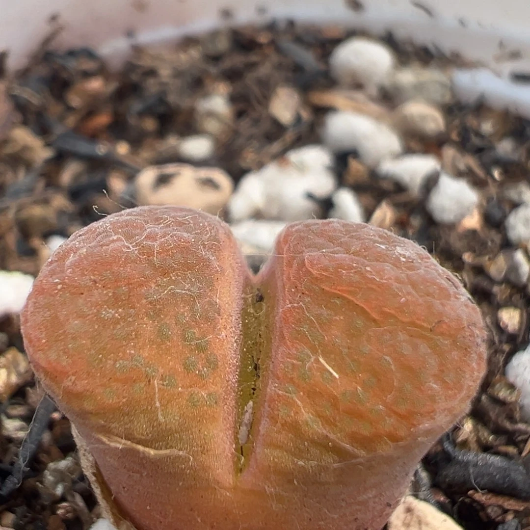 47多肉植物百科知识