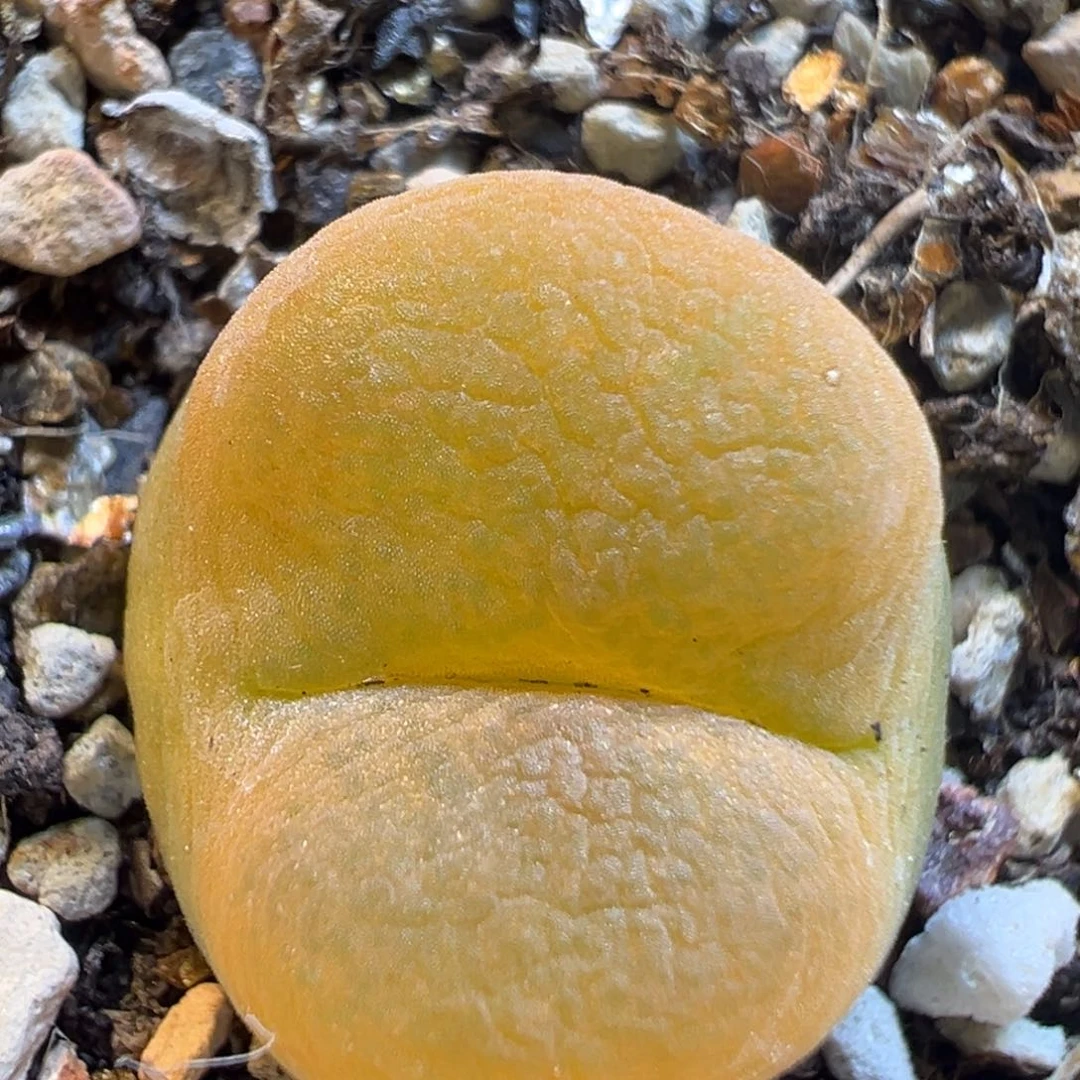 13多肉植物百科知识