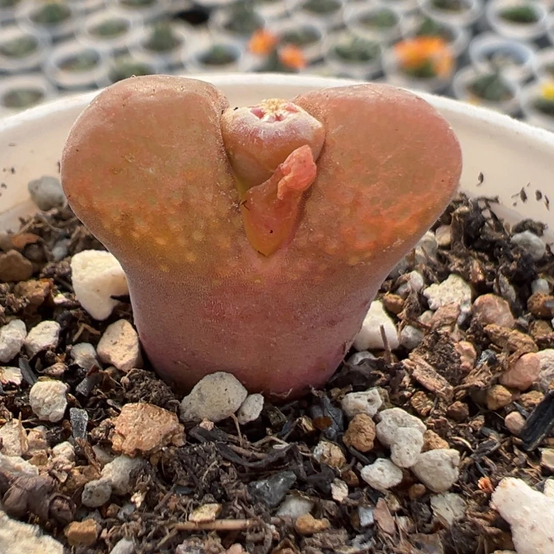 310151多肉植物种类