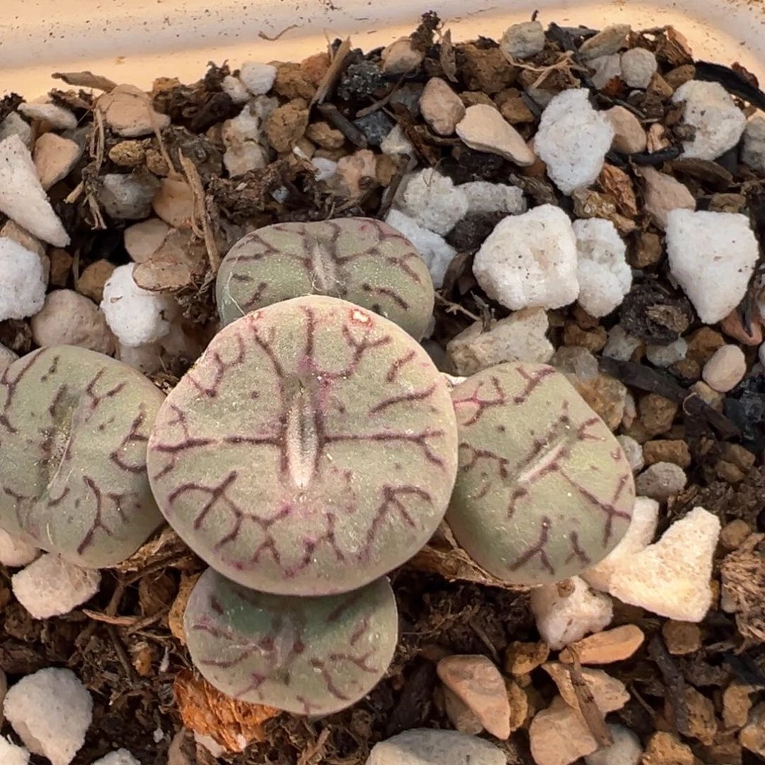 101多肉植物百科知识