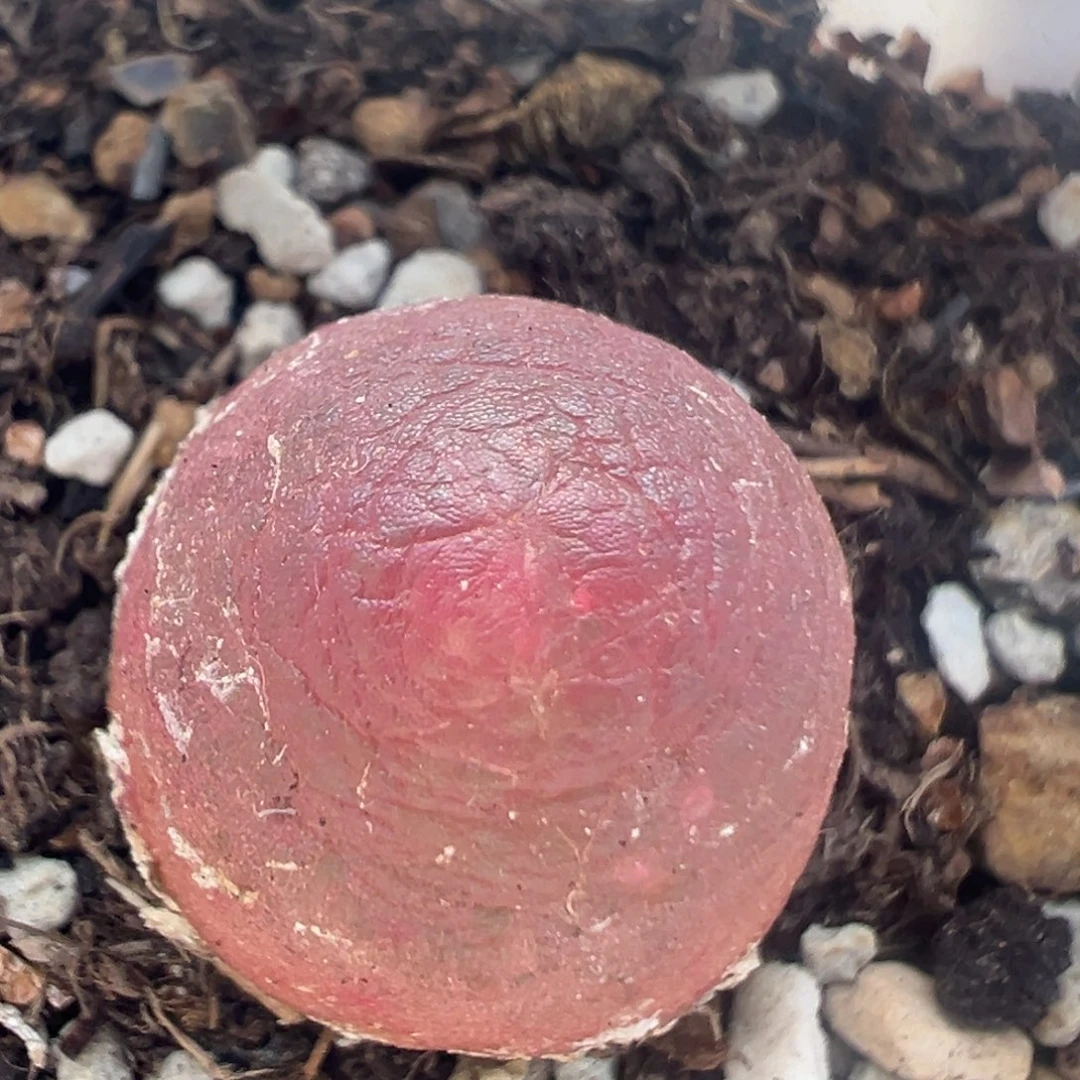 75多肉植物百科知识