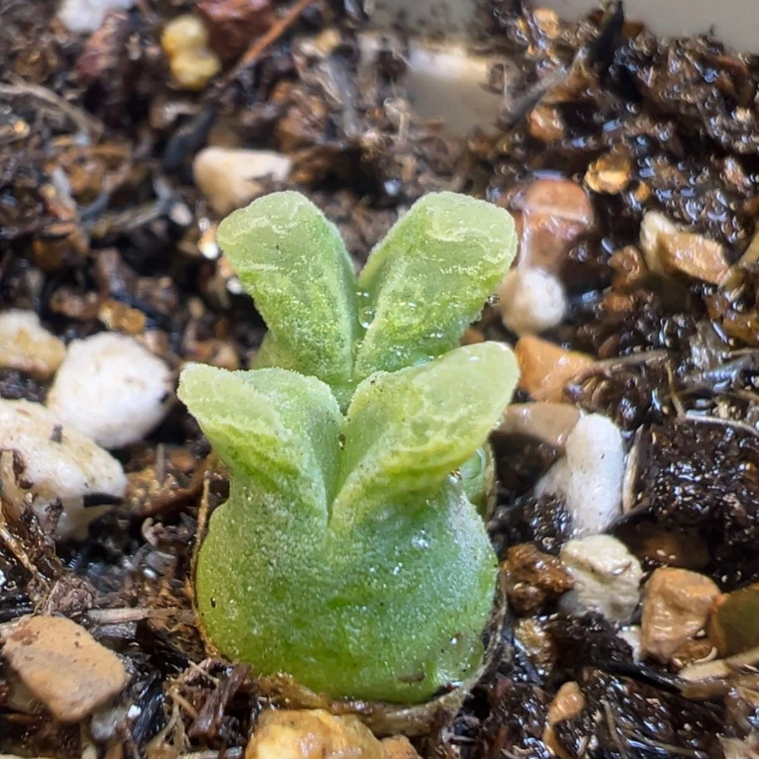 1924多肉植物冰风铃1416.46