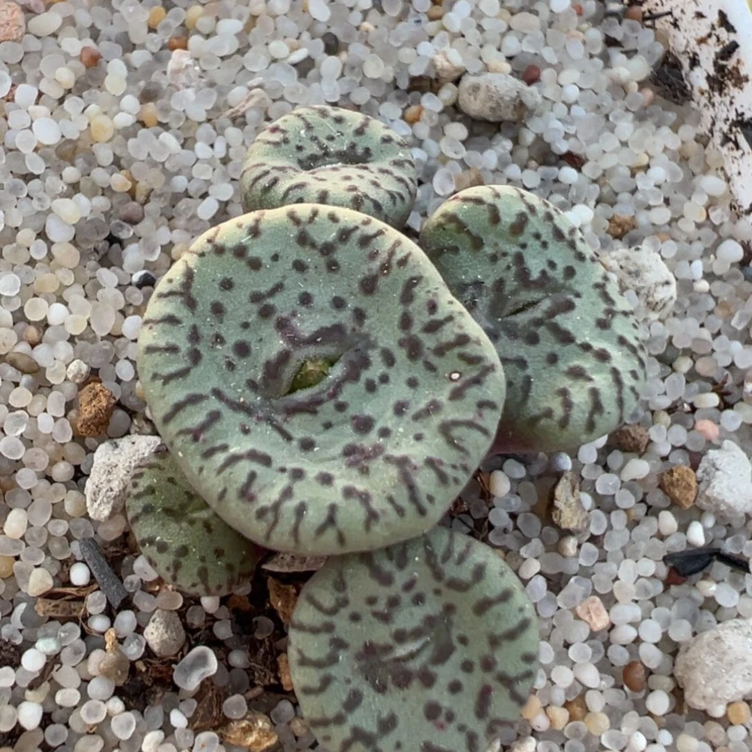 153多肉植物百科