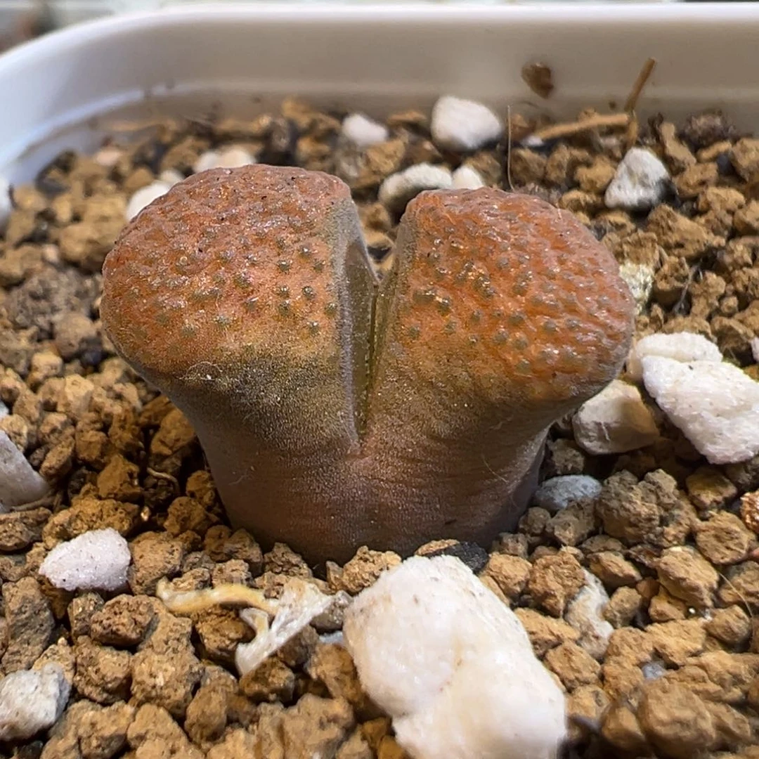 86多肉植物百科知识