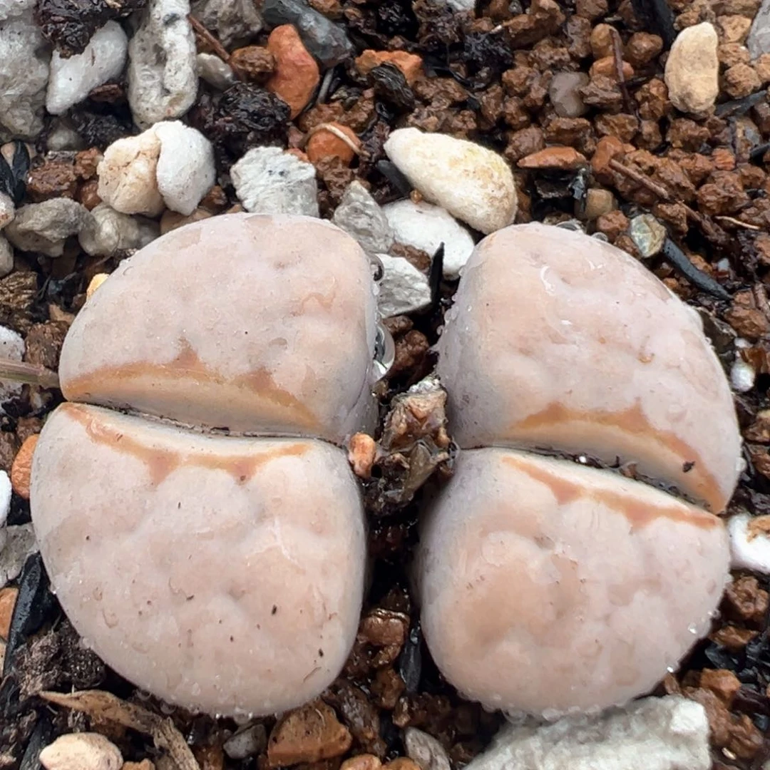 167多肉植物百科知识