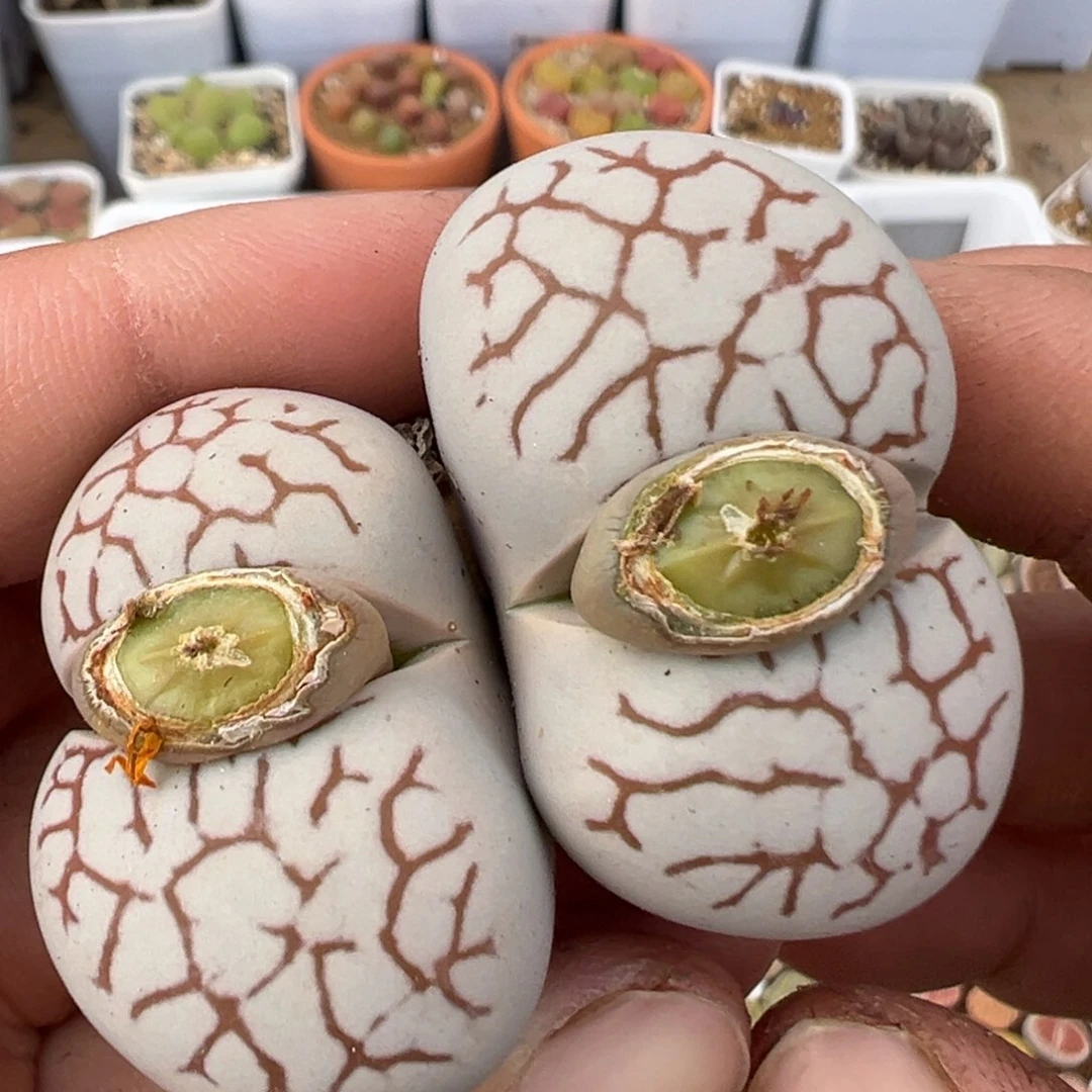 95多肉植物百科知识