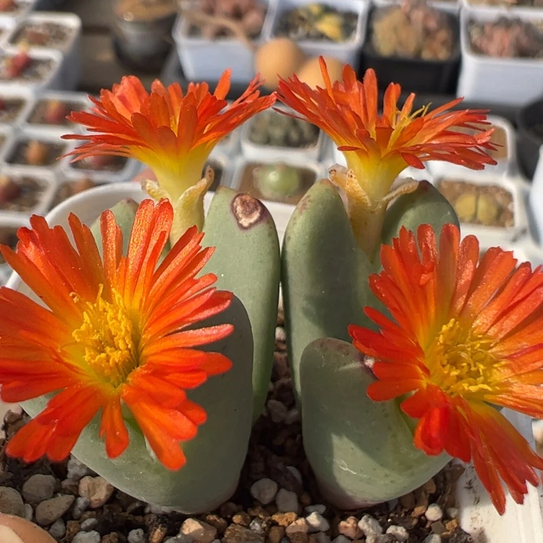 15多肉植物百科知识