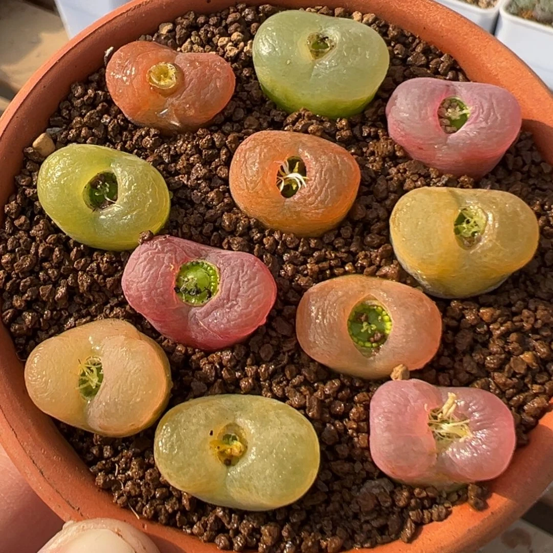 46多肉植物百科知识