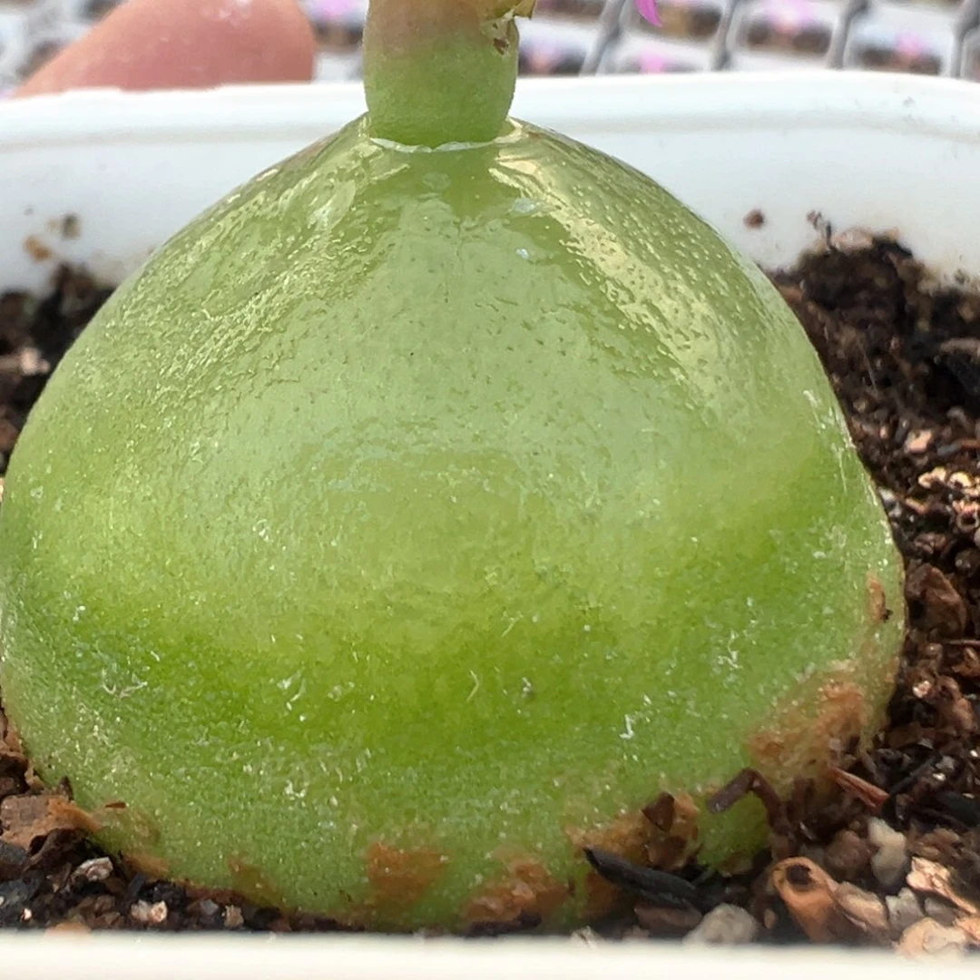 落*50多肉植物百科知识