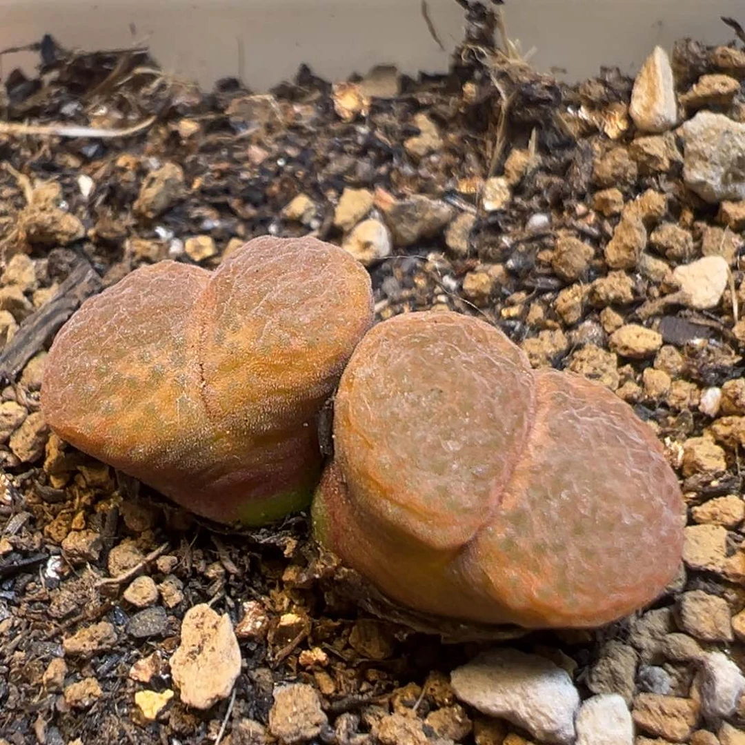 1937多肉植物百科知识