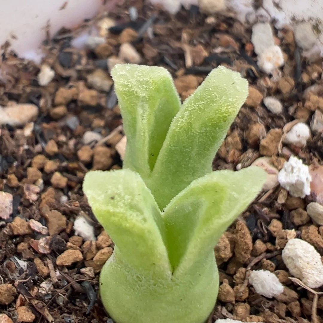 99多肉植物百科知识