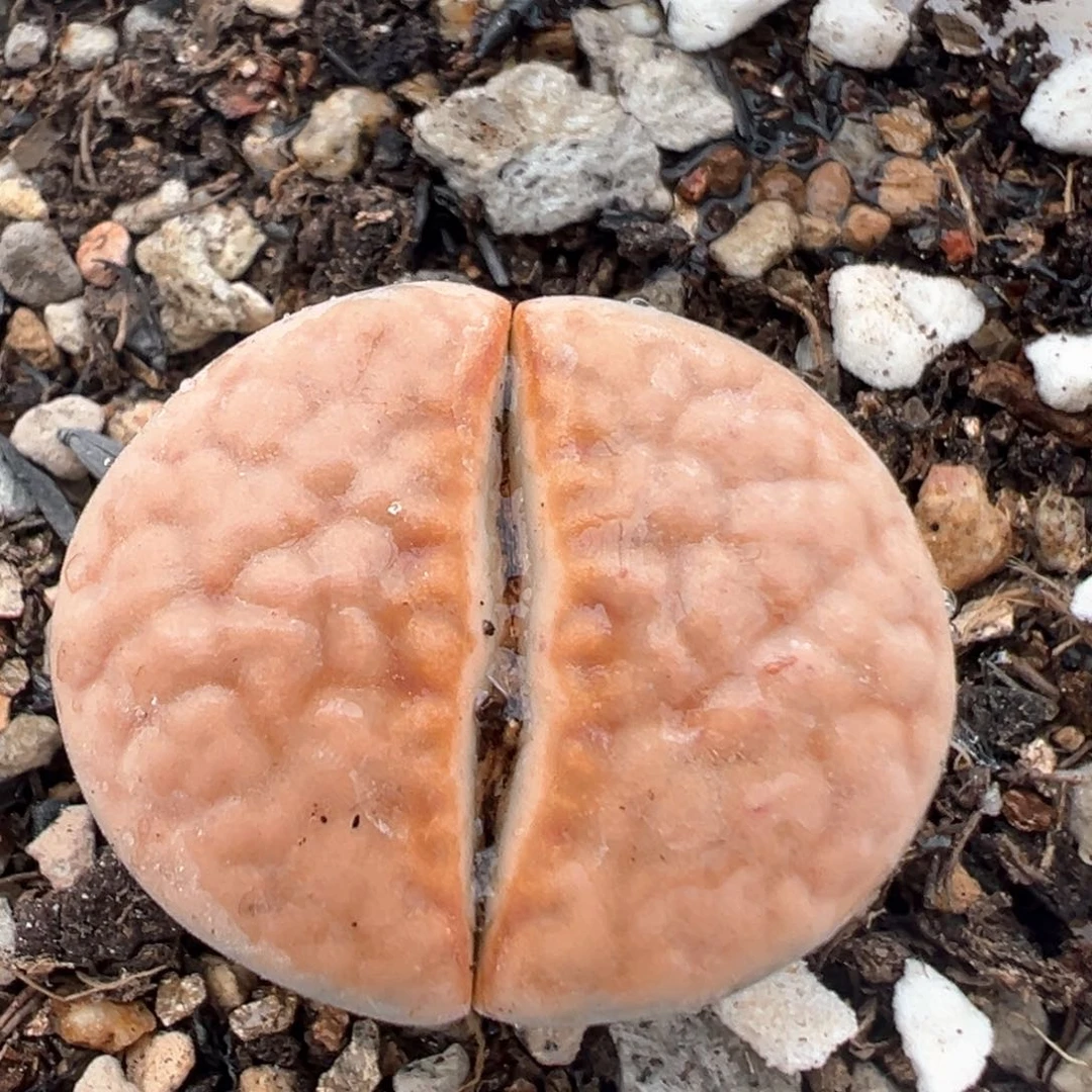 173多肉植物百科知识