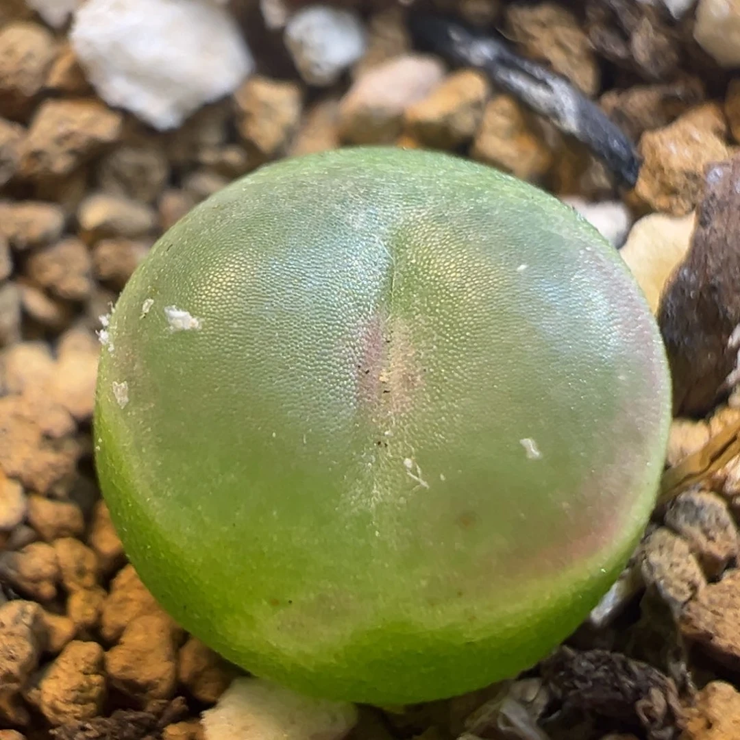 21多肉植物百科拉登