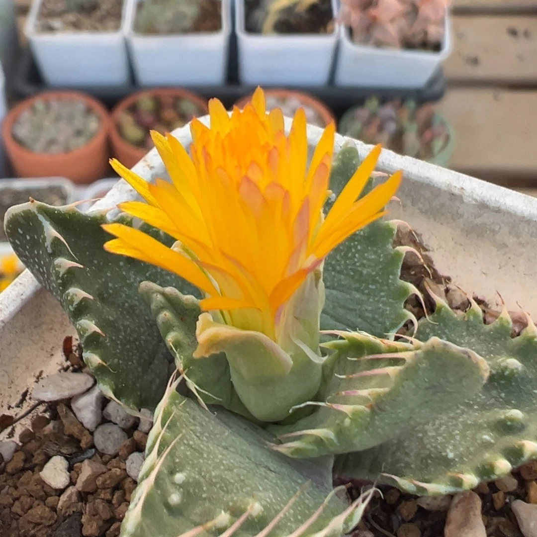 150多肉植物百科知识